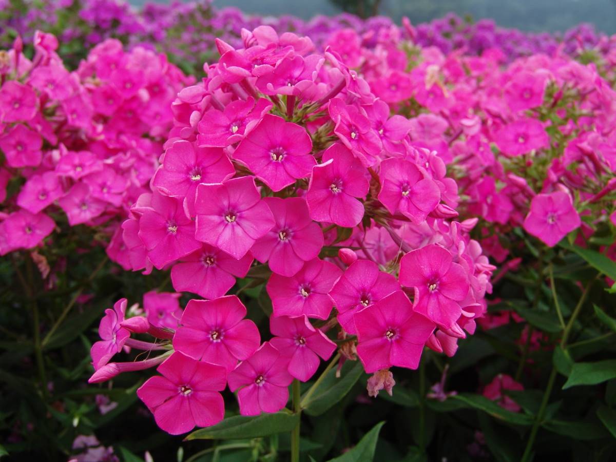 Phlox paniculata 'Pink Attraction'